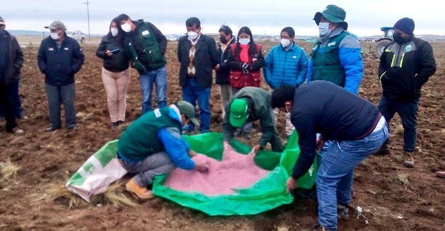 Entregan más de 15 mil toneladas de semillas de pastos cultivados en Pasco