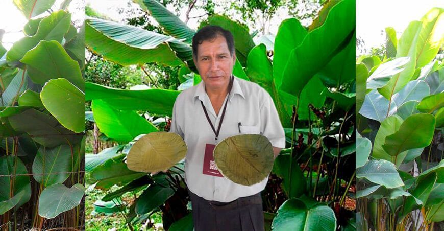 Fabricarán envases biodegradables con hojas de bijao