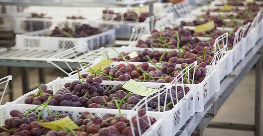 exportación de uvas peruanas