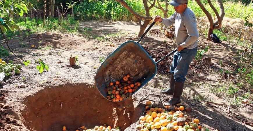 productores intensifican la lucha contra la mosca de la fruta producción hortofrutícola Ayacucho Perú