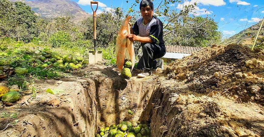 entierro y recojo de fruta Cusco se encuentra en la etapa de erradicación de mosca de la fruta Senasa Perú