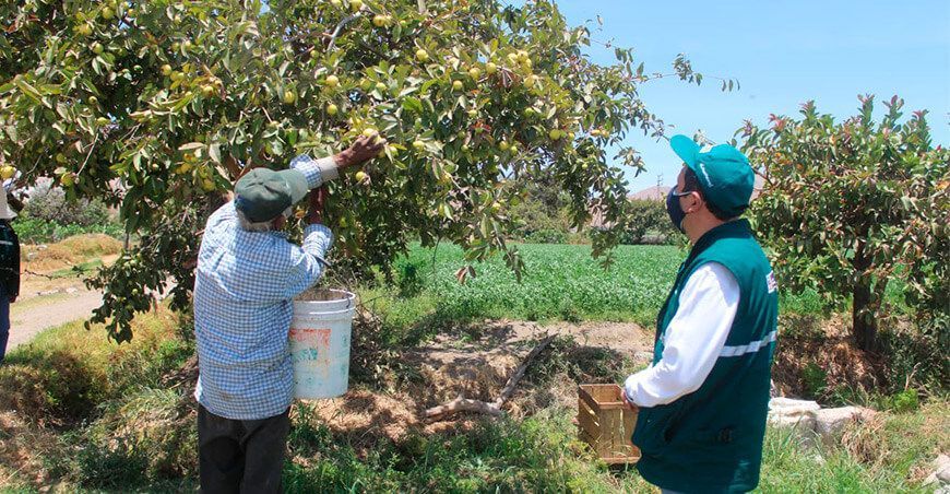 Arequipa: Senasa y productores unen esfuerzos para controlar la mosca de la fruta