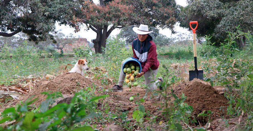 La Libertad avanza en la erradicación de la plaga de moscas de la fruta Senasa Perú