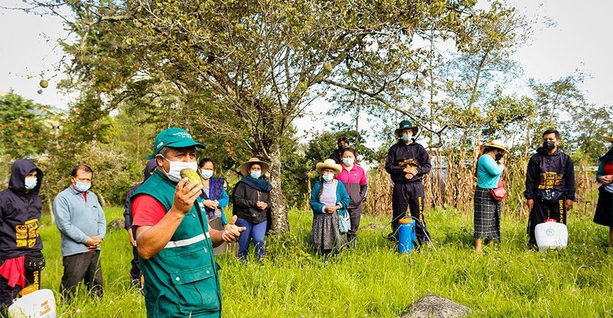 erradicación moscas de la fruta Senasa Cajamarca