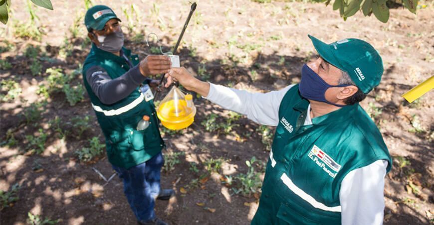 Proyecto de Erradicación de la Mosca de la Fruta Senasa Tumbes