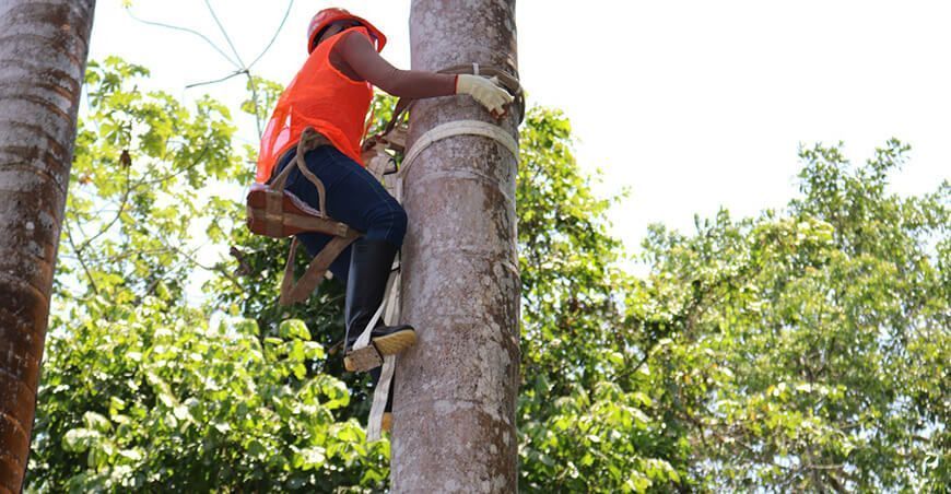 Comunidades nativas participaron en concurso de escaladores de aguaje en Loreto