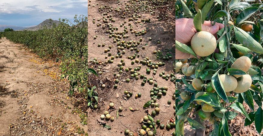 La falta de agua golpeó la producción de mandarinas en Huaral