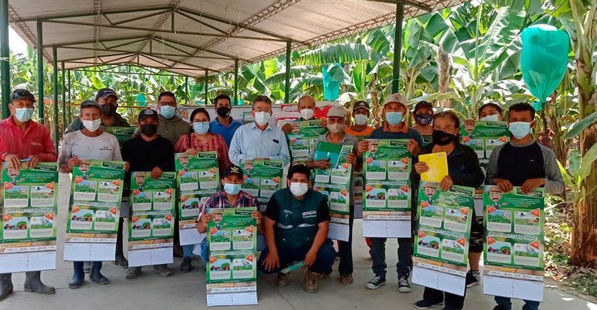 Escuelas de campo reforzarán acciones de prevención y control de Fusarium R4T