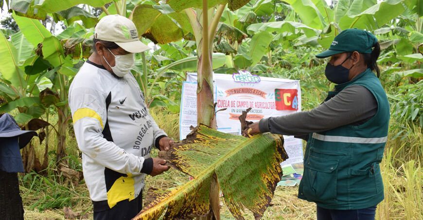 Senasa implementará 32 escuelas de campo en Madre de Dios