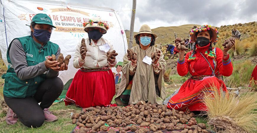 Escuelas de campo productores papa Senasa Perú