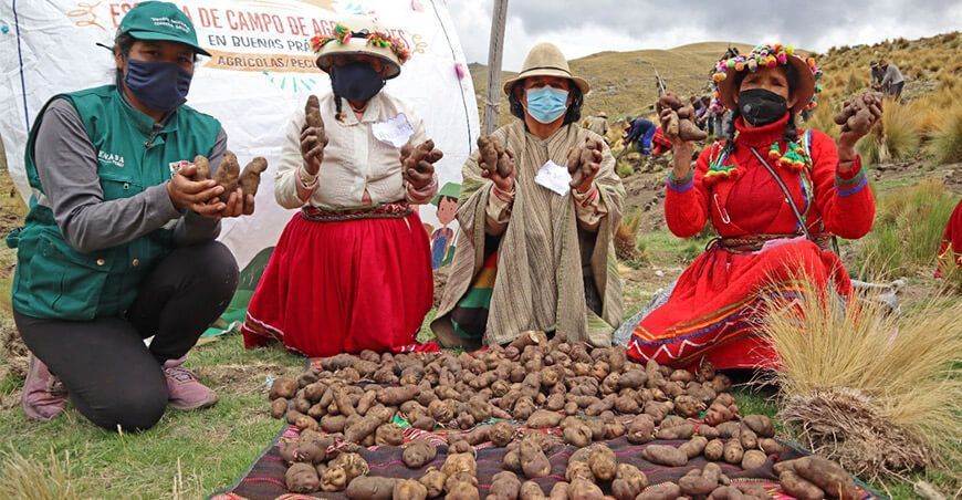 escuelas de campo del Senasa para agricultoras o productoras de papa sierra Perú
