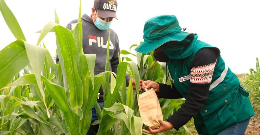 Lambayeque: Escuelas de Campo afianzan técnicas para producir alimentos sanos e inocuos