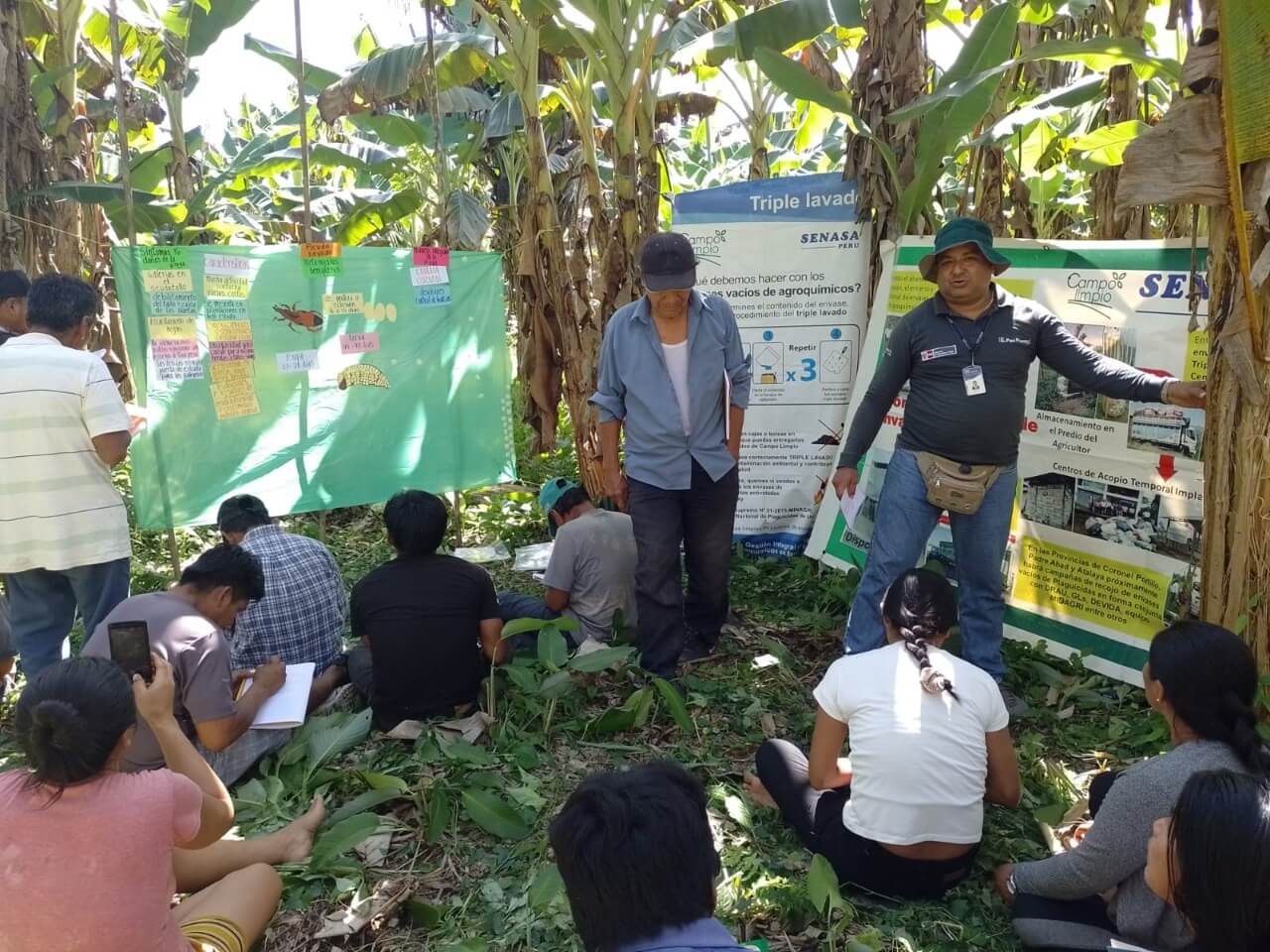 Escuelas de campo de Senasa capacita a productores de plátano Ucayali
