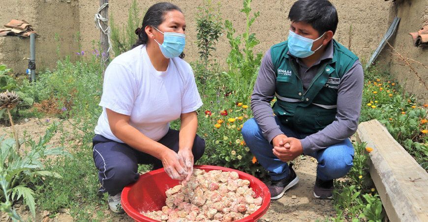 productores de papa se graduaron en las escuelas de campo