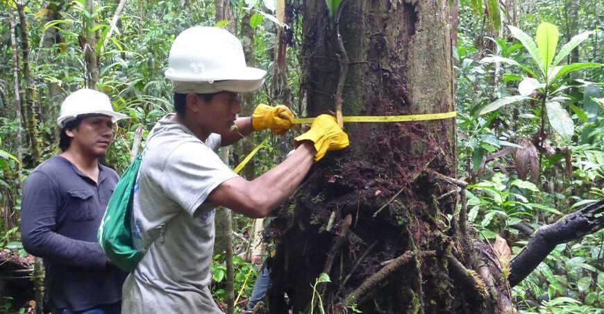 especialización en regencia forestal Serfor
