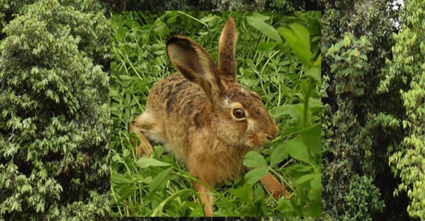 Especies exóticas invasoras afectan a nuestros ecosistemas y la salud de la población