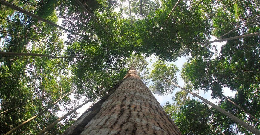 especies forestales Perú