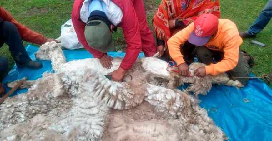 esquila y fibra de alpaca Cusco Perú