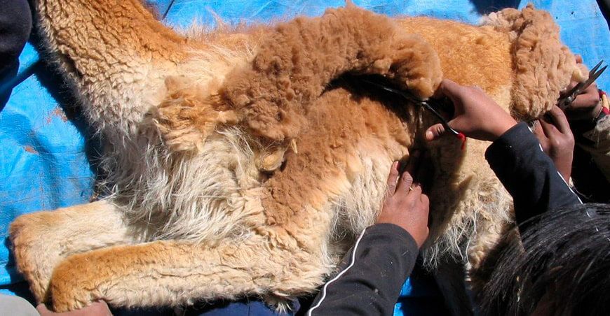 esquila fibra de vicuña Junín Perú