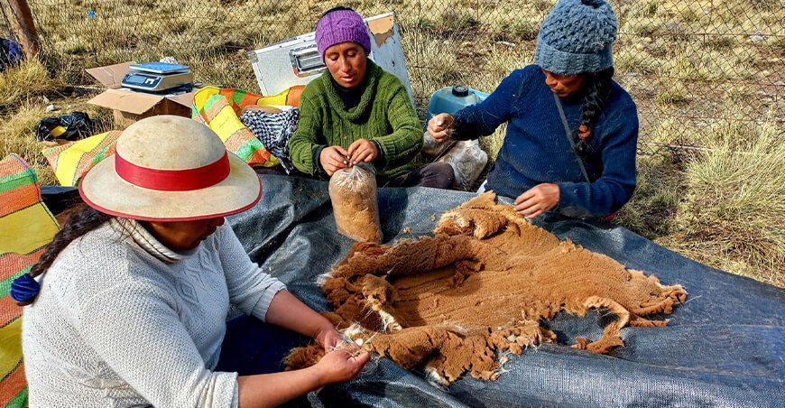 Captura y esquila fibra de vicuñas Junín Perú