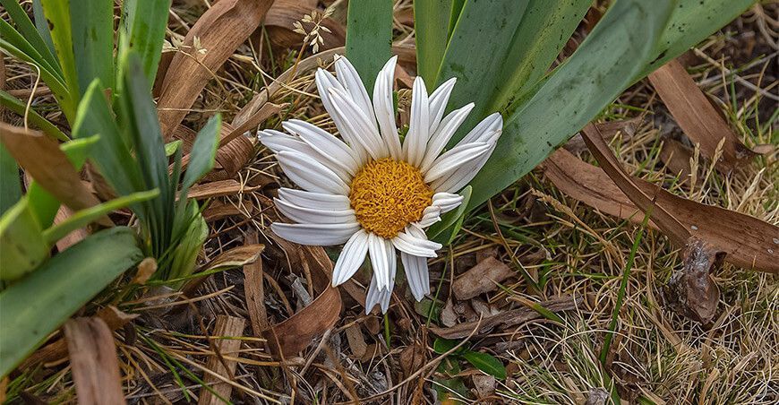 Estudio de hongos en las plantas medicinales altoandinas busca desarrollar mecanismos biotecnológicos para su uso y conservación
