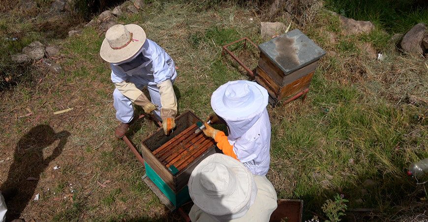 Senasa evalúa colmenas para proteger abejas contra la varroosis