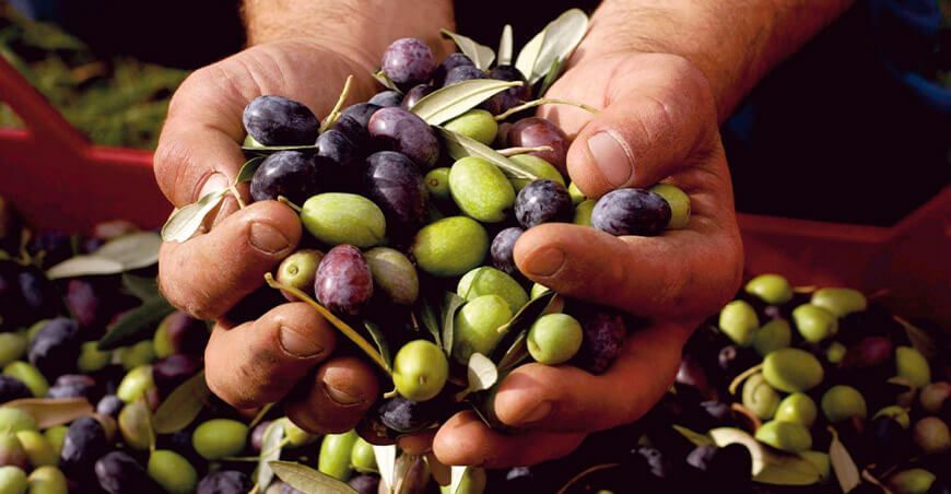 exportación de aceitunas Perú