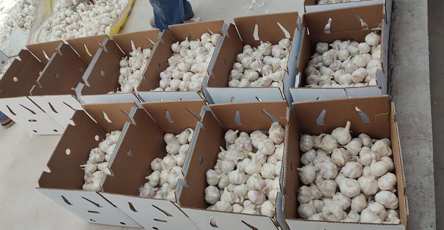 Productores arequipeños exportaron 25 toneladas de ajo a México