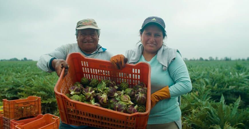 exportación alcachofas Perú