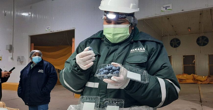 Por primera vez, productores de Ica exportan arándanos a Chile