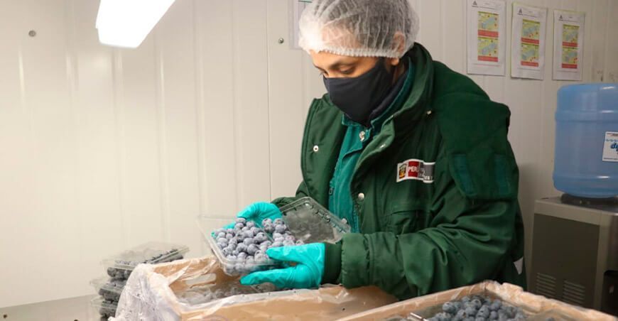 Lambayeque exportó más de 35 mil toneladas de arándanos