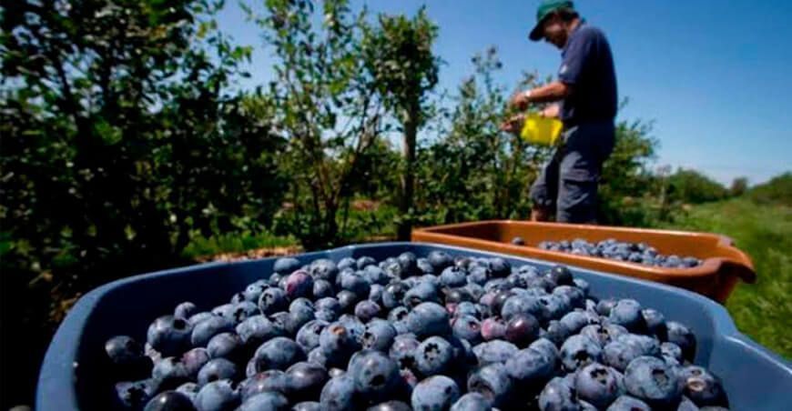 producción arándanos Perú