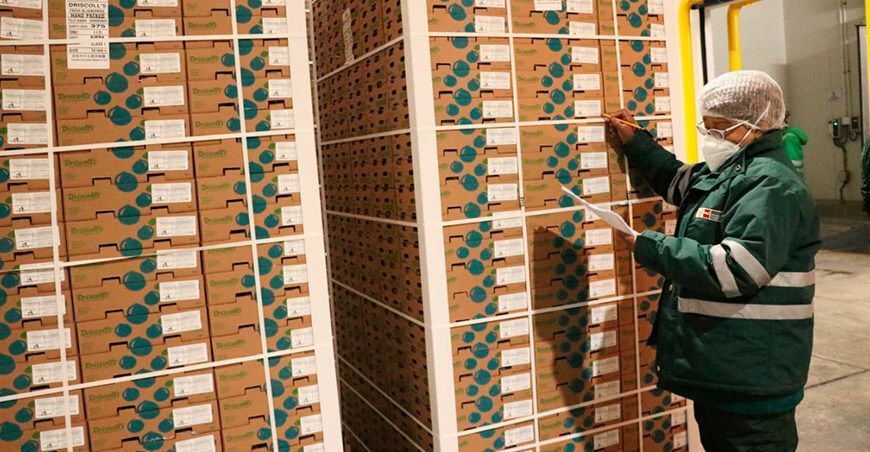 Lambayeque exportó más de 35 mil toneladas de arándanos