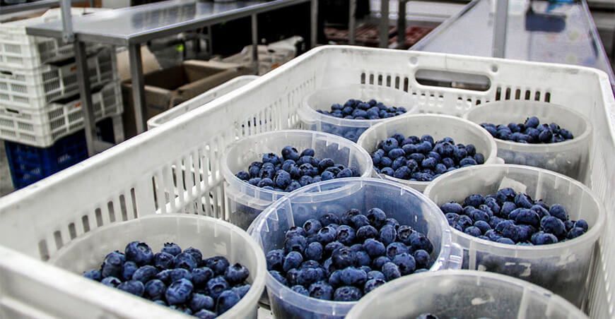 exportación arándanos Perú