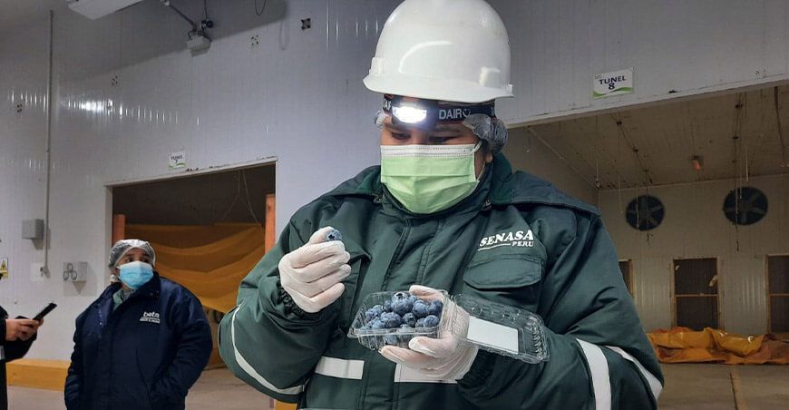 Exportación de arándanos Perú