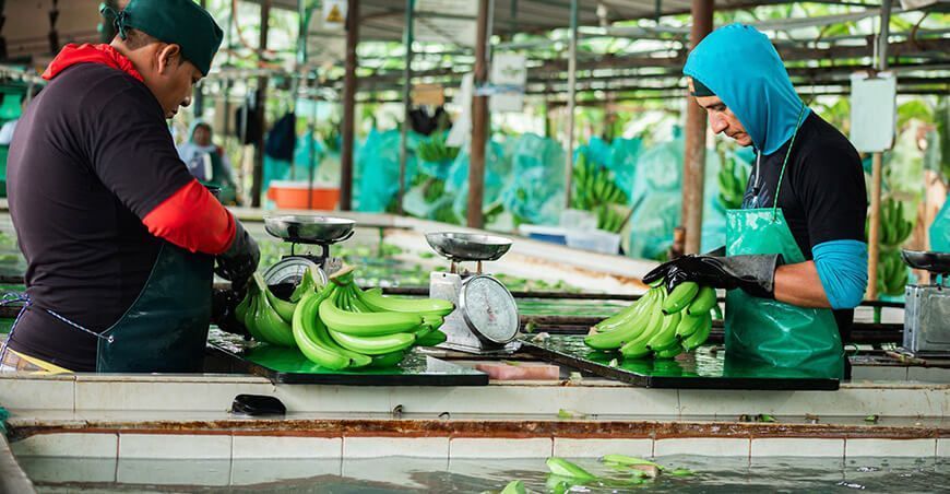 exportaciones de banano Cavendish peruano