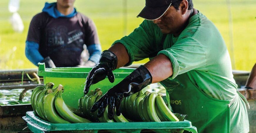 exportación de banano peruano