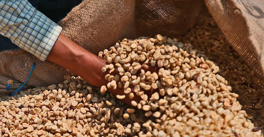 Productores exportaron 71 mil quintales de café verde