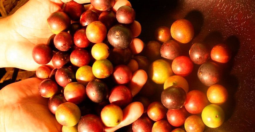 exportación de camu camu Perú