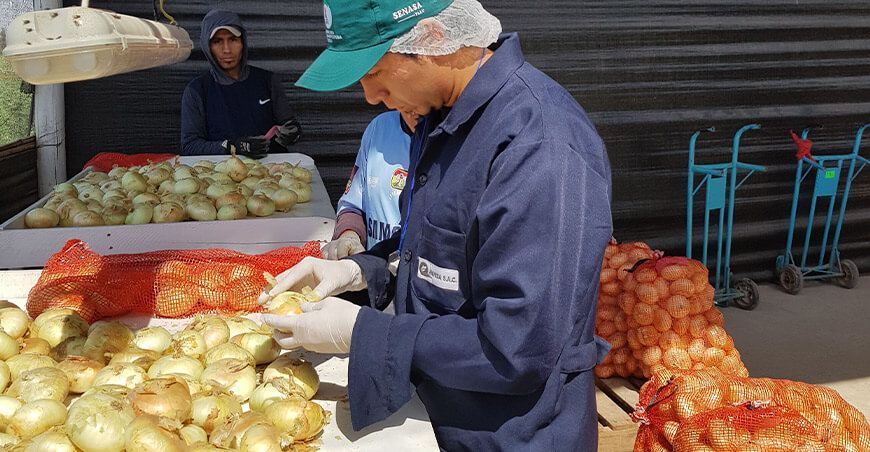 Exportación de cebolla
