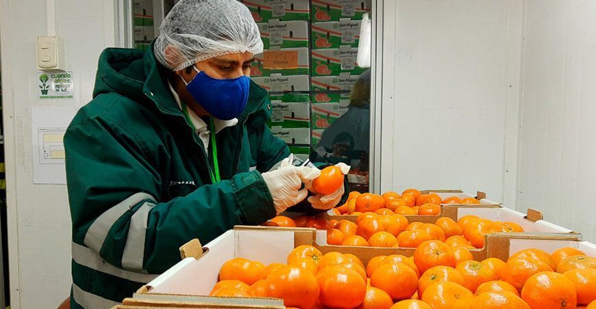 Exportación de cítricos a Uruguay