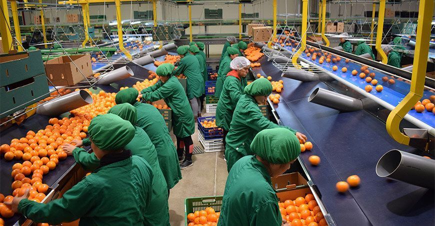 Exportación de cítricos , mandarinas Perú