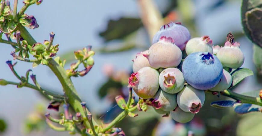 exportación cultivo de arándanos