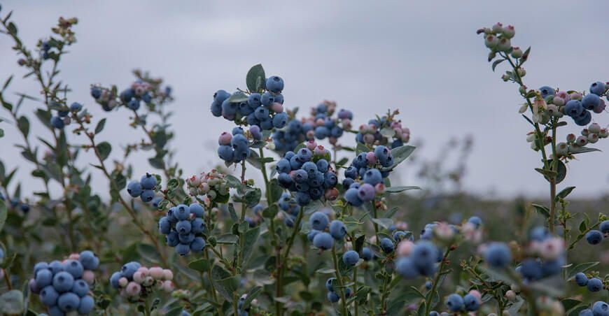 Exportación de cultivo de arándanos Perú