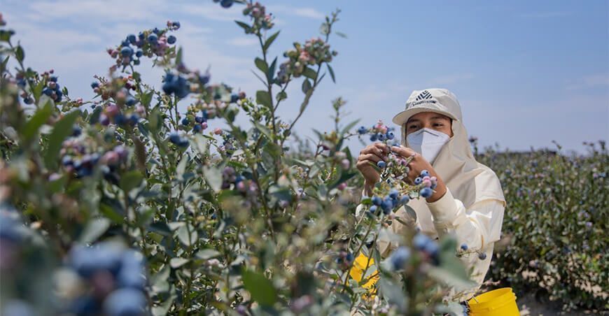 exportación de cultivo de arándanos Perú
