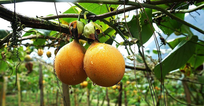 exportación de cultivo de granadilla Perú