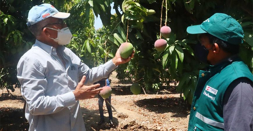 Senasa certificó cultivo de mango Perú