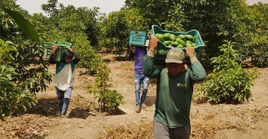exportación de palta Áncash Perú
