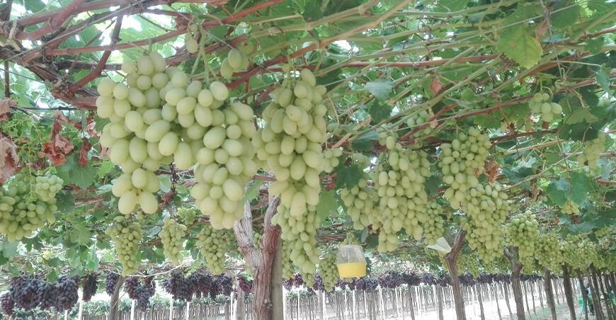 exportación de cultivo de uva blanca Perú