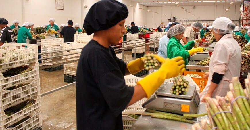 exportación espárragos Perú